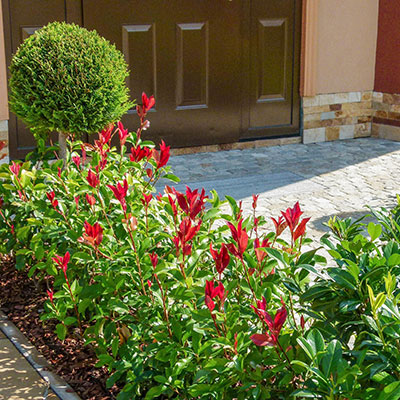 Construction and maintenance Vip Garden